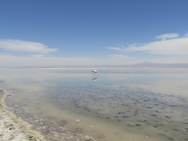 cosa vedere san pedro de atacama laguna chaxa