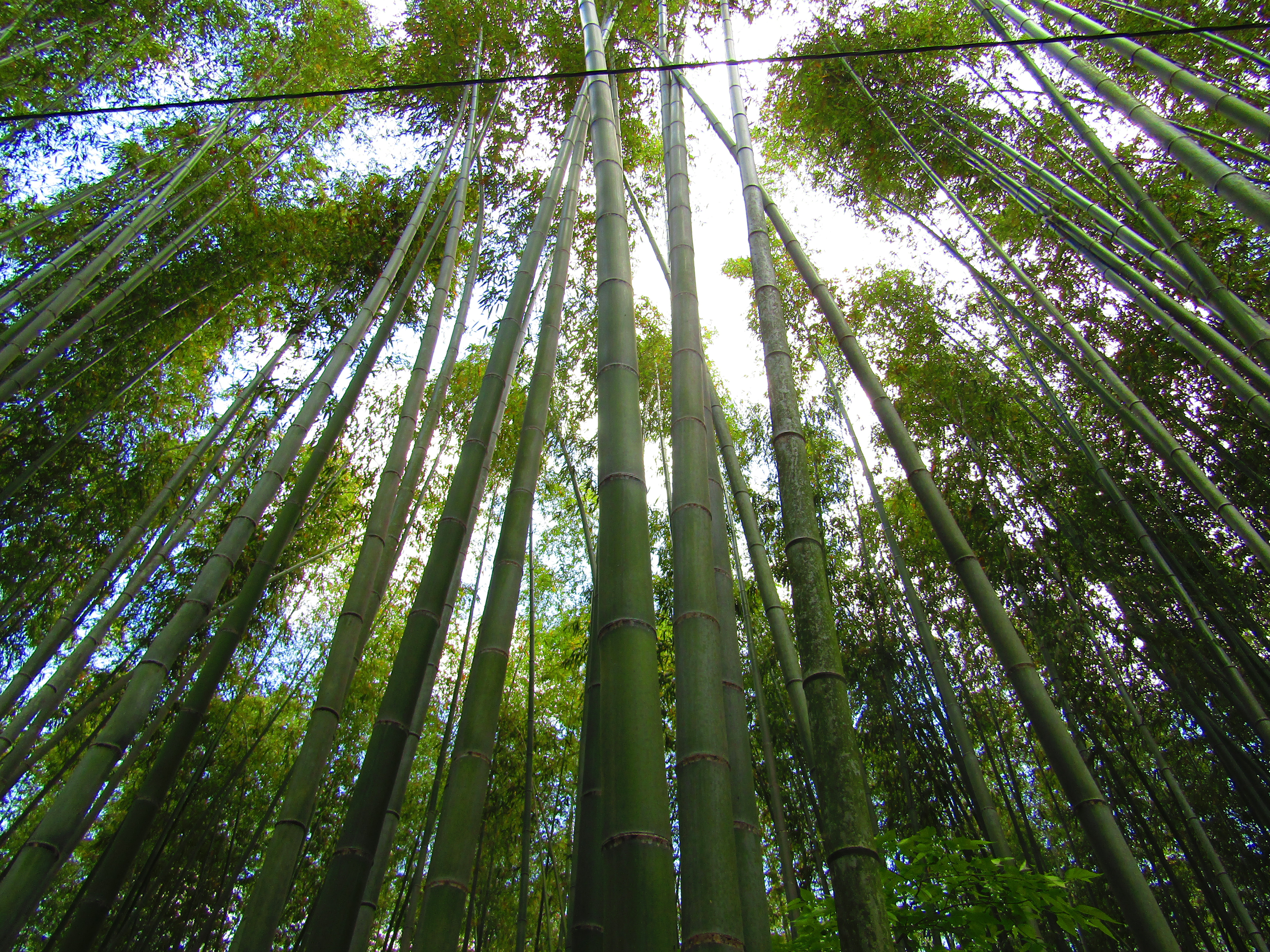 foresta bambù arashiyama