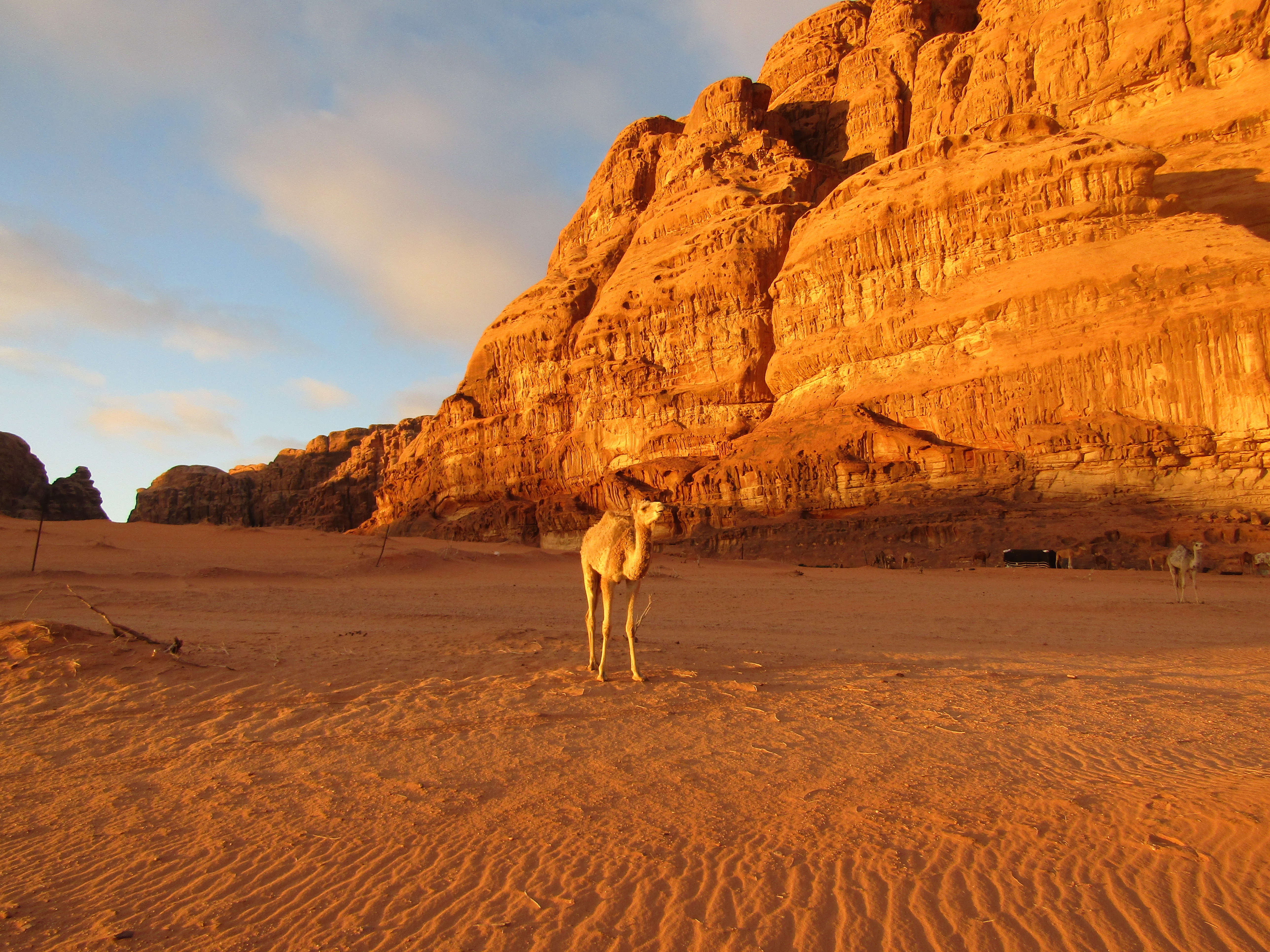 giordania cammello wadi rum