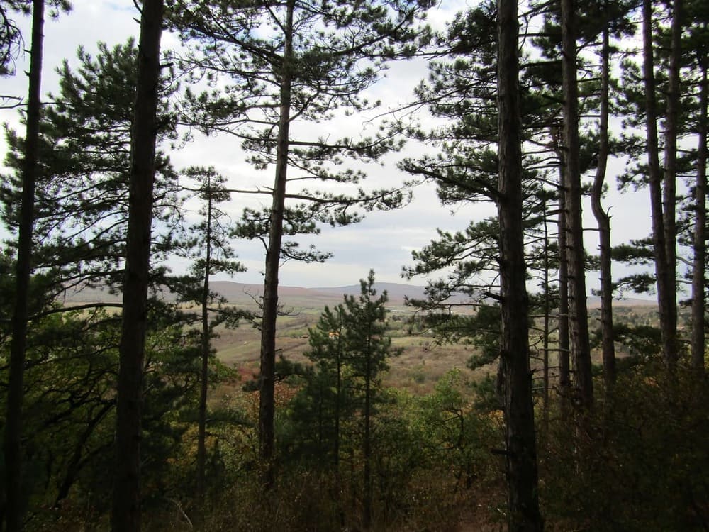 budaors foreste vicino budapest