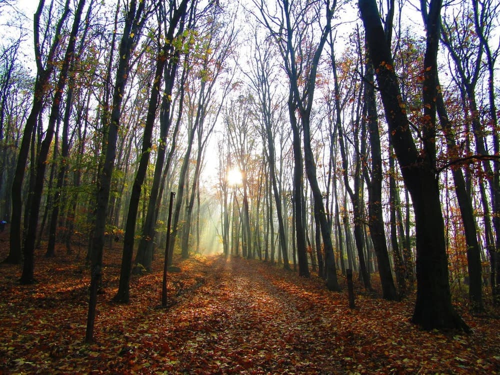 nagymaros trekking vicino budapest