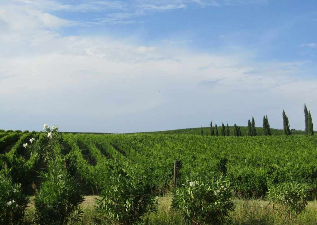 vigneto abruzzo
