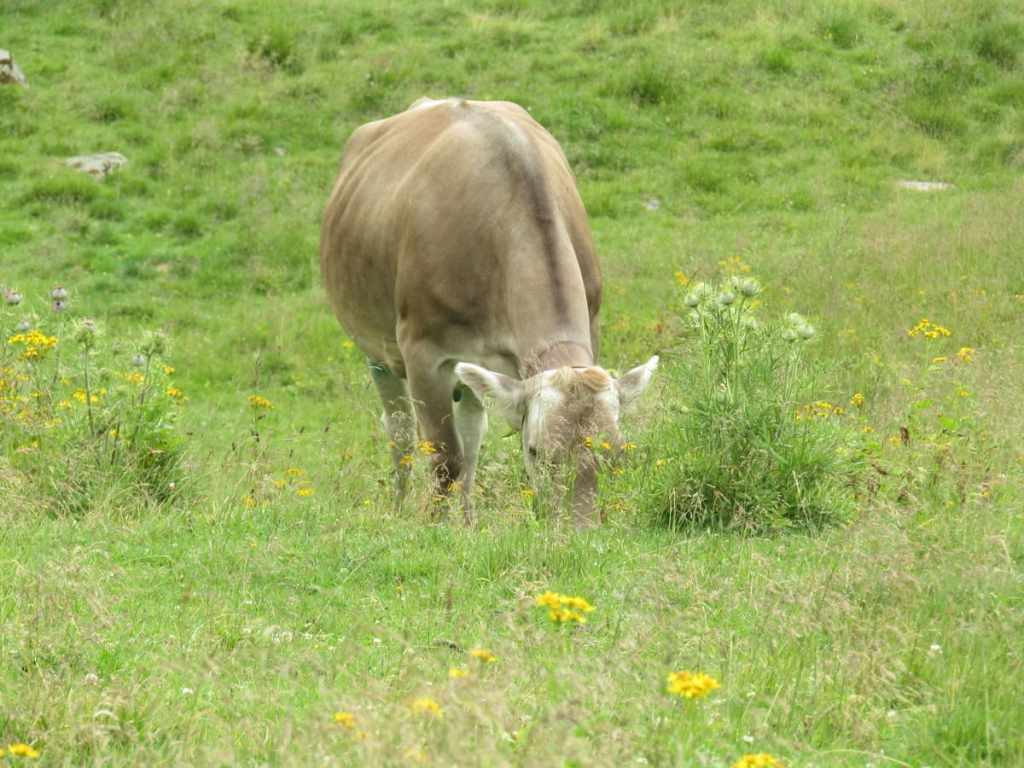 mucche pascolo trentino